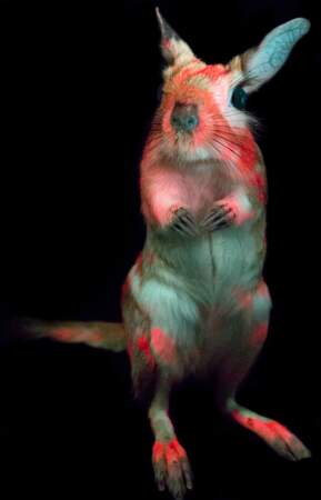 Les lagomorphes, des animaux photoluminescents