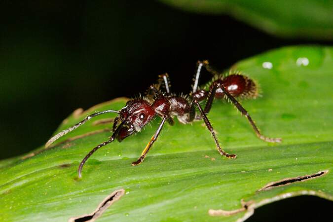 La fourmi balle de fusil, la piqûre d’insecte la plus douloureuse au monde