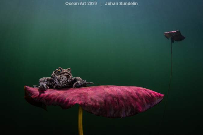 "Waiting for the Kiss", Johan Sundelin : deuxième prix catégorie "Coldwater"