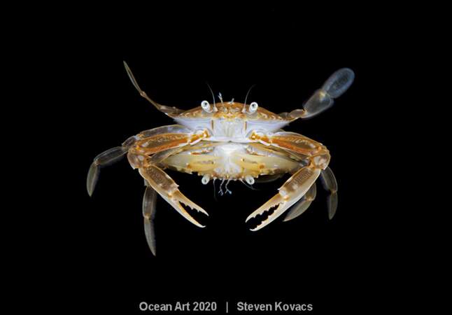 "Mating Crabs", Steven Kovacs : premier prix catégorie "Marine Life Behavior"