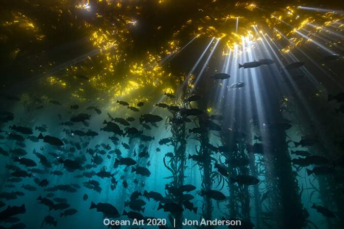 "Cathedral of Kelp", Jon Anderson : premier prix catégorie "Coldwater"