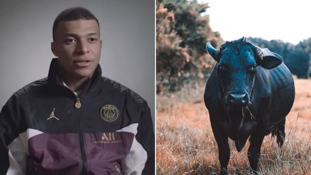 Un taureau porte le nom de Kylian Mbappé 