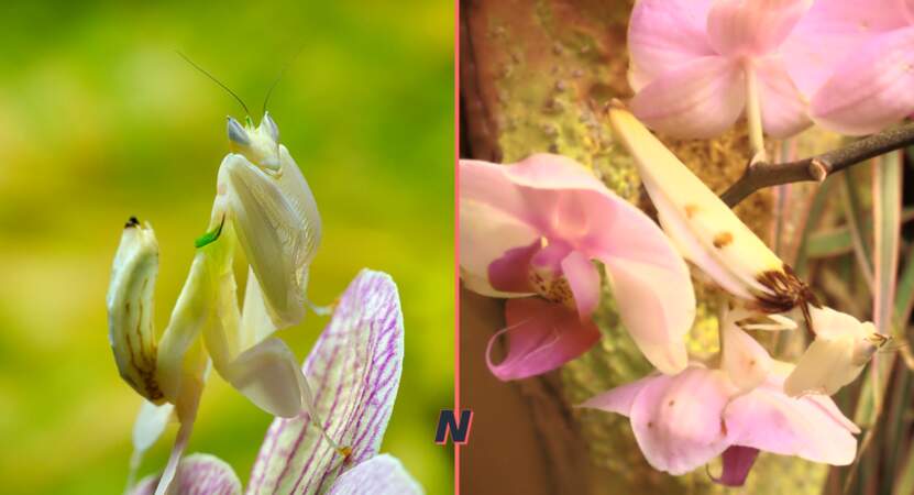 Hymenopus coronatus ou Mante orchidée