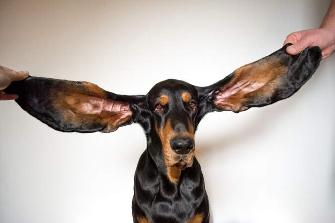 Les oreilles de chien les plus grandes