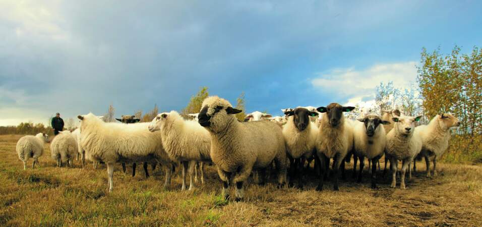 Compter les moutons permet de s’endormir plus vite