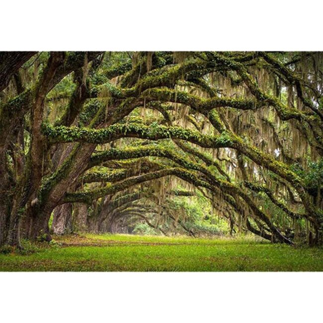 Quand-les-arbres-nous-inspirent 