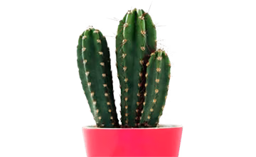Déco / Design